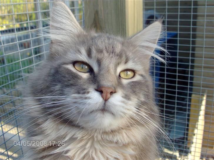 Maine Coon Ingolf billede 1