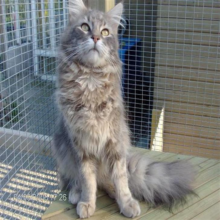 Maine Coon Ingolf billede 2