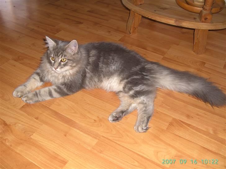 Maine Coon Ingolf billede 3