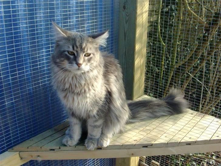 Maine Coon Ingolf billede 4
