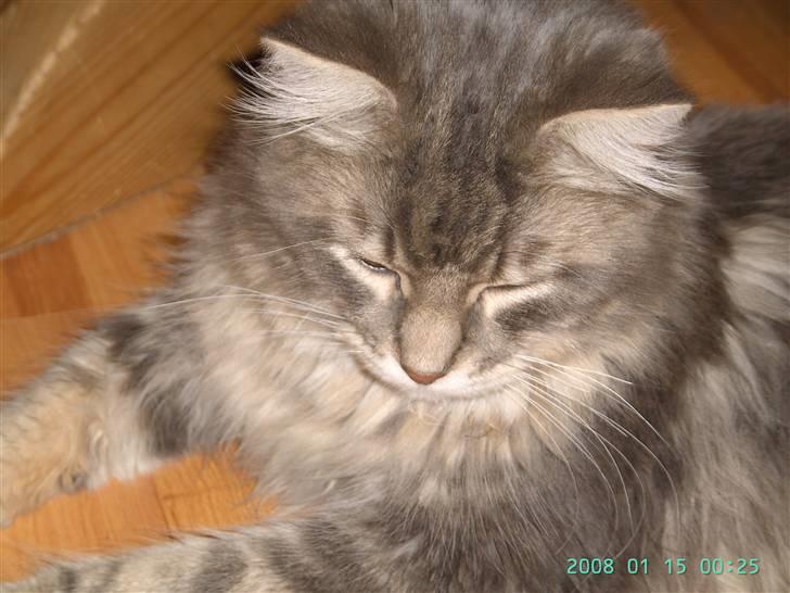 Maine Coon Ingolf billede 5