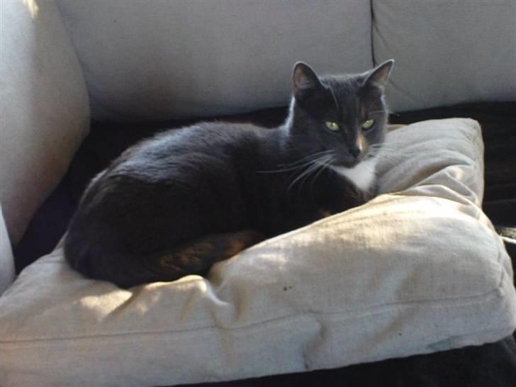 Blanding af racer Misser - Misser (Bissen) billede 1