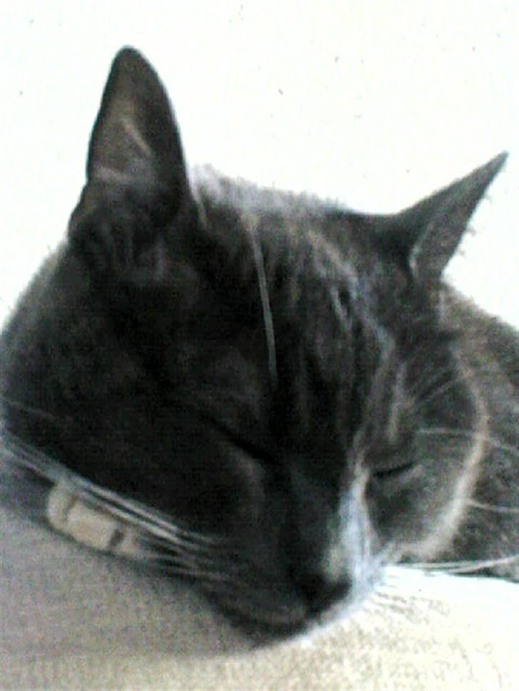 Blanding af racer Misser - Sweet dreams billede 2