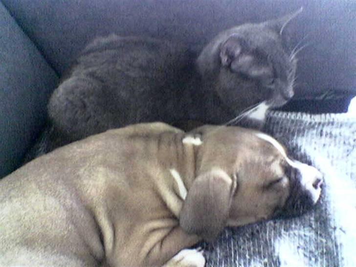 Blanding af racer Misser - Misser sammen med Freja billede 3