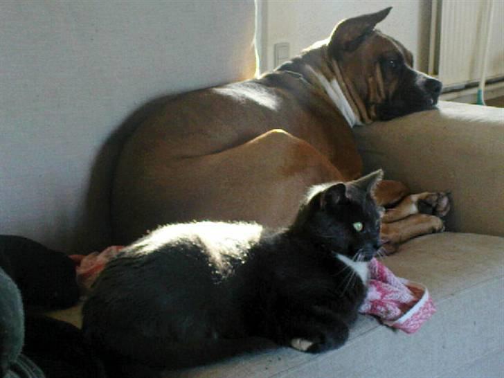 Blanding af racer Misser - Misser med hans bedste ven Freja billede 4