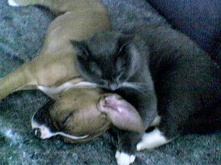 Blanding af racer Misser - Misser og Freja billede 5