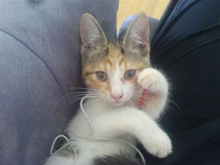 Blanding af racer Felia - Felia ligger bag min ryg i stolen med sin dejlige bold med en lang snor :)  billede 1