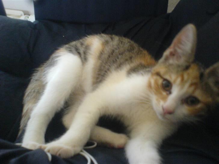 Blanding af racer Felia - Felia ligger i sin sorte stol  billede 2