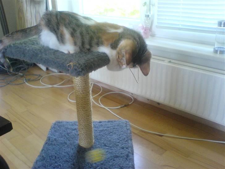 Blanding af racer Felia billede 3