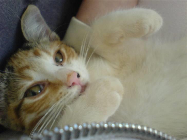 Blanding af racer Felia billede 4