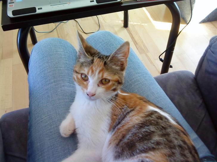 Blanding af racer Felia - her ligger felia og sover på mit skød  billede 5