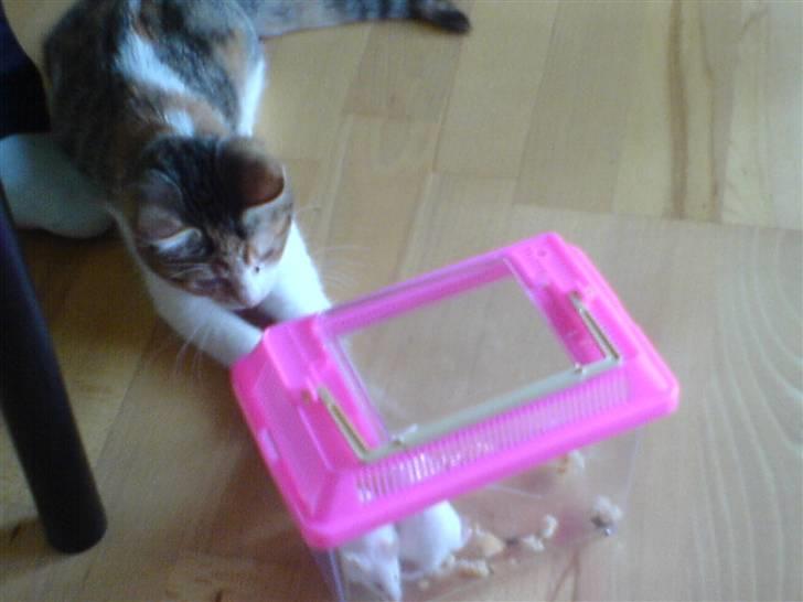 Blanding af racer Felia - mmh de mus ser lækre ud :)  billede 6