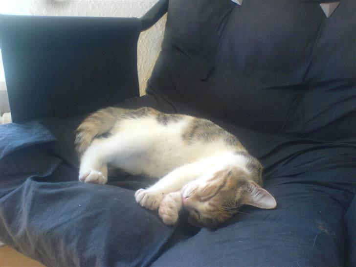 Blanding af racer Felia billede 7