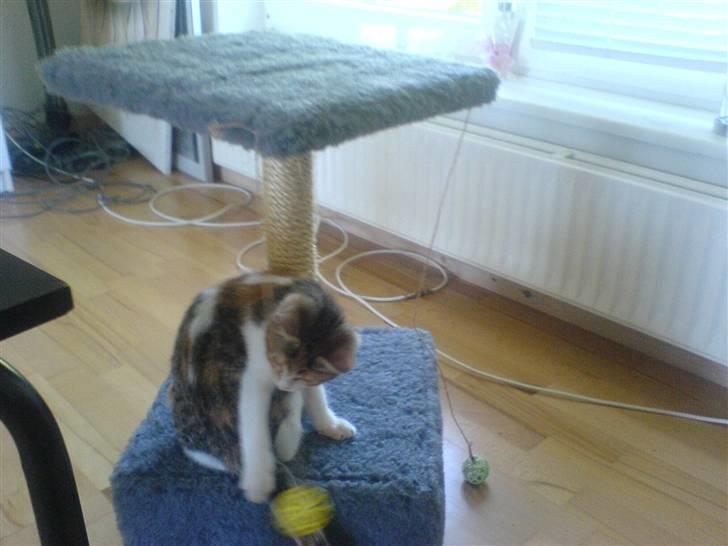 Blanding af racer Felia billede 8