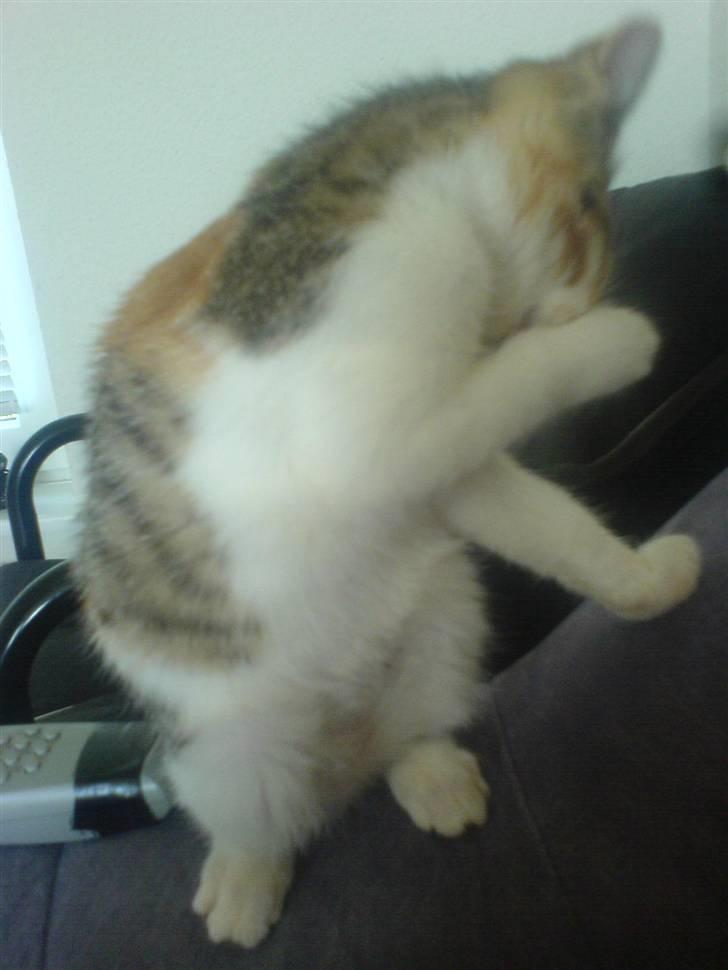 Blanding af racer Felia - hun gør sig selv ren på to ben :) billede 9