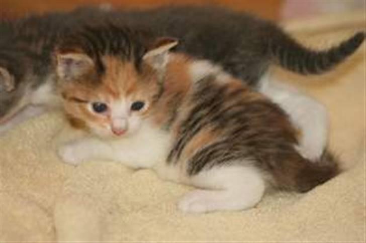 Blanding af racer Felia - Felia som baby lige inde jeg fik hende :) hun er nu 3 måneder billede 10