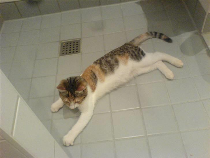 Blanding af racer Felia - vi har gulvvarme :) heh  billede 11