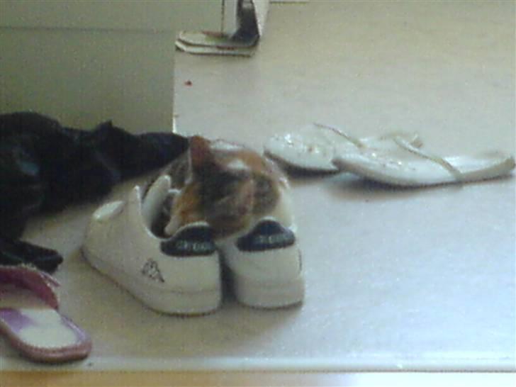 Blanding af racer Felia - felia elsker sko :) i sær når vi får gæster :)  billede 12