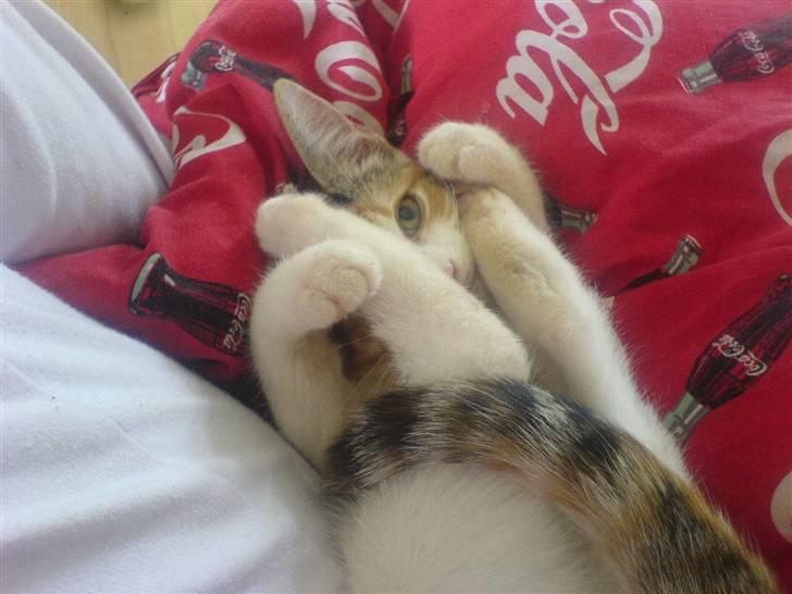 Blanding af racer Felia - prøv lige og se hvordan hun ligger med alle sine ben hun er skør :) billede 13