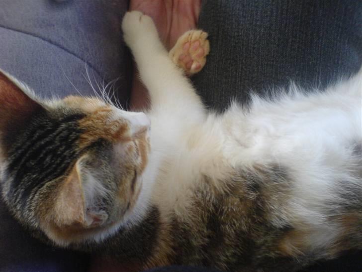 Blanding af racer Felia billede 14