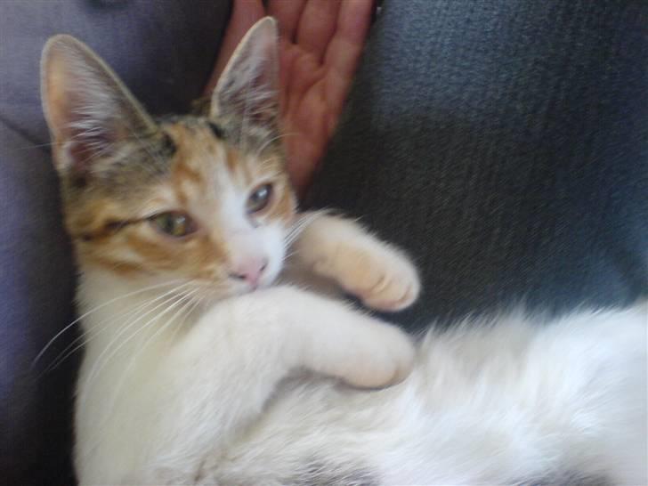 Blanding af racer Felia billede 15