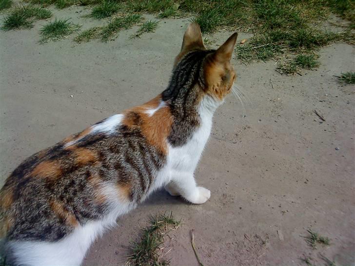 Blanding af racer Felia billede 16