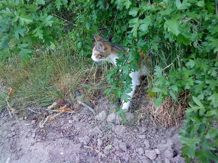 Blanding af racer Felia billede 19