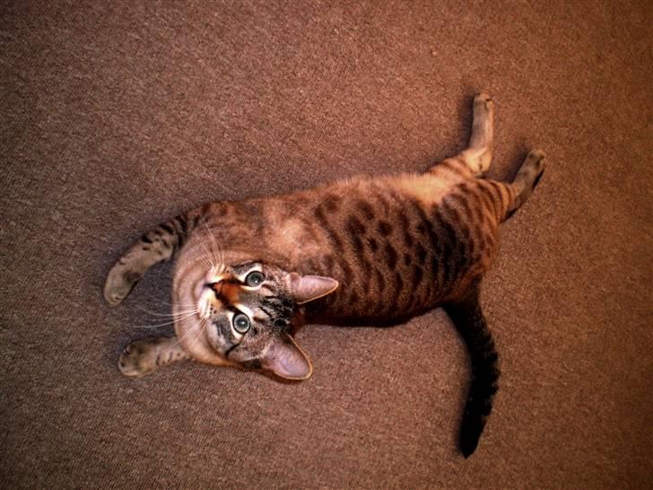 Bengal Mr. Miyagi - Tiger XD billede 8