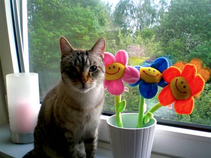 Bengal Mr. Miyagi - Miyagi & de kønne blomster (: billede 9