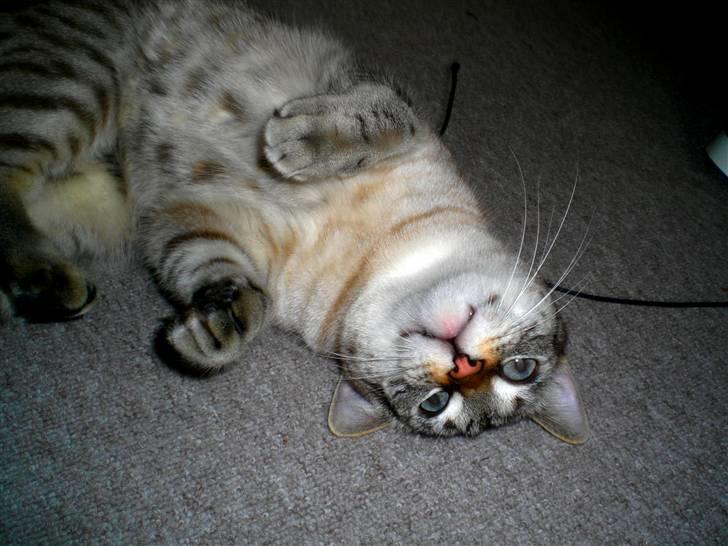 Bengal Mr. Miyagi - Farvel, farvel siger min smukke, smukke kat XD billede 10