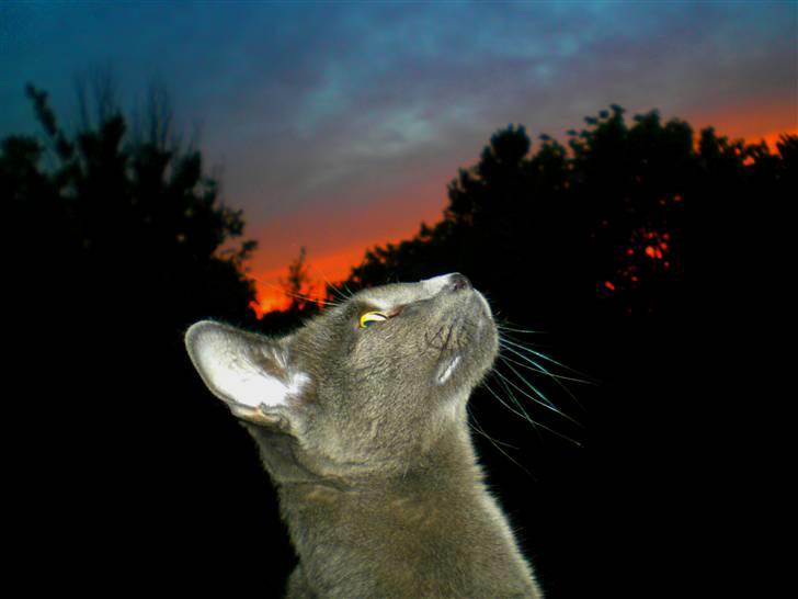 Russian Blue Zelda - Zelda i solnedgangen d: Jeg er da bare en mesterfotograf hva XD billede 9