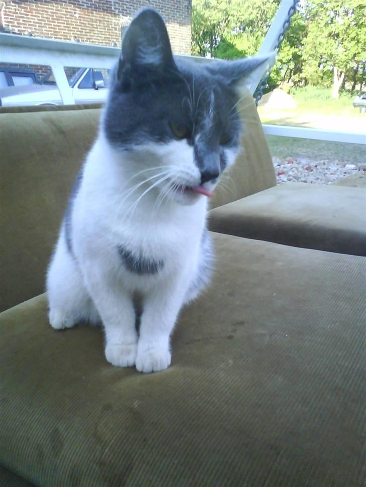 Huskat pjuske ,pjulle hvor er du billede 18