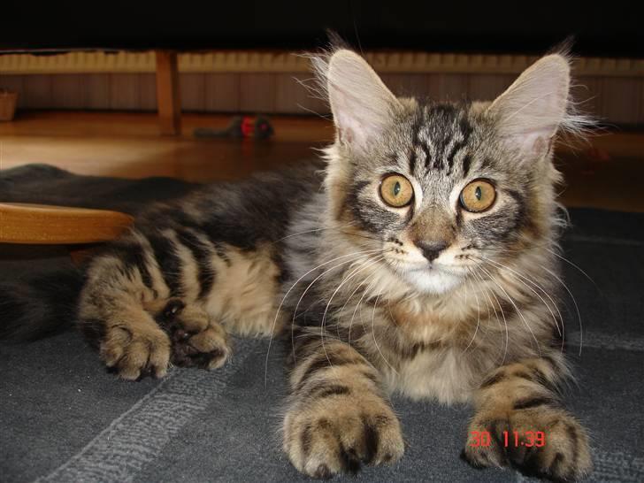 Blanding af racer Luffe(givet væk) billede 9