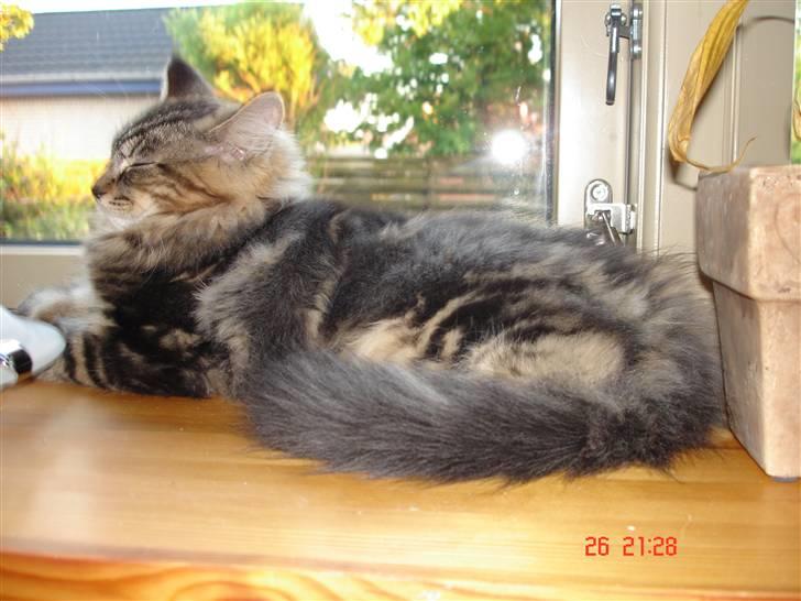 Blanding af racer Luffe(givet væk) billede 10