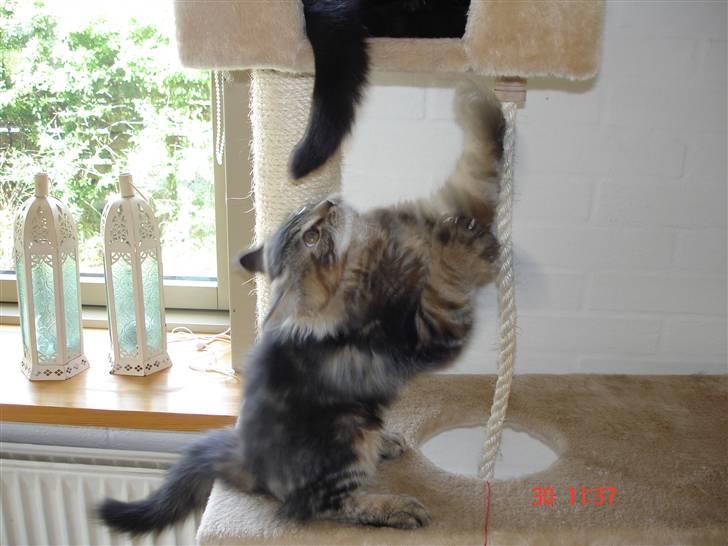 Blanding af racer Luffe(givet væk) billede 11