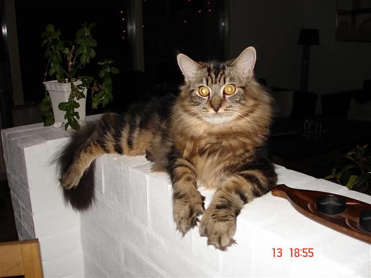 Blanding af racer Luffe(givet væk) billede 12