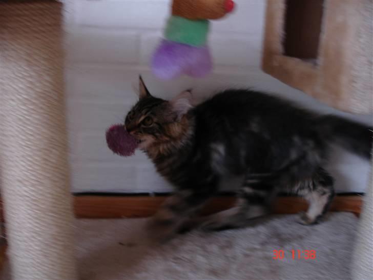 Blanding af racer Luffe(givet væk) billede 13