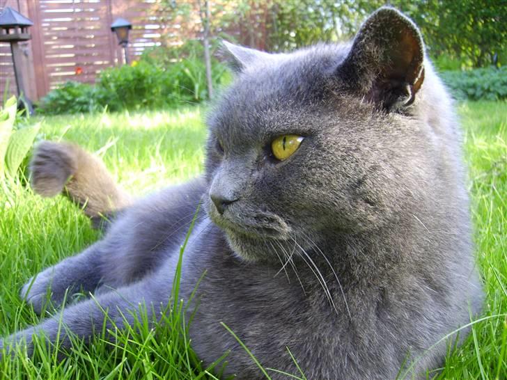 Chartreux Filur R.I.P. billede 9