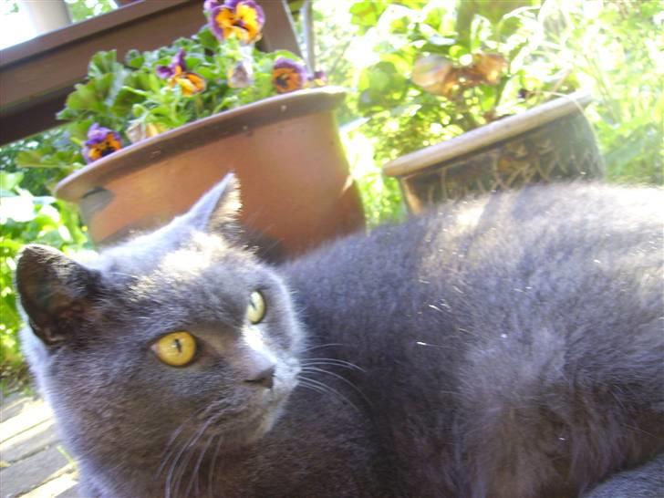 Chartreux Filur R.I.P. billede 10