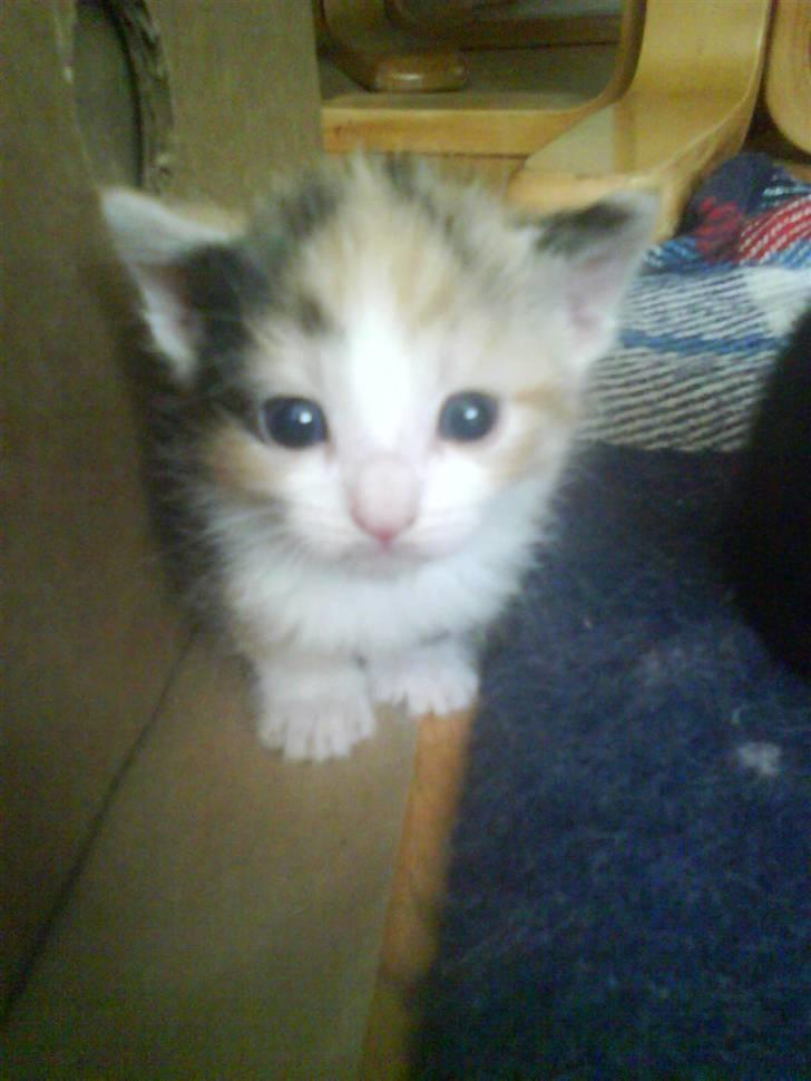 Huskat mille:) - kig kig billede 1