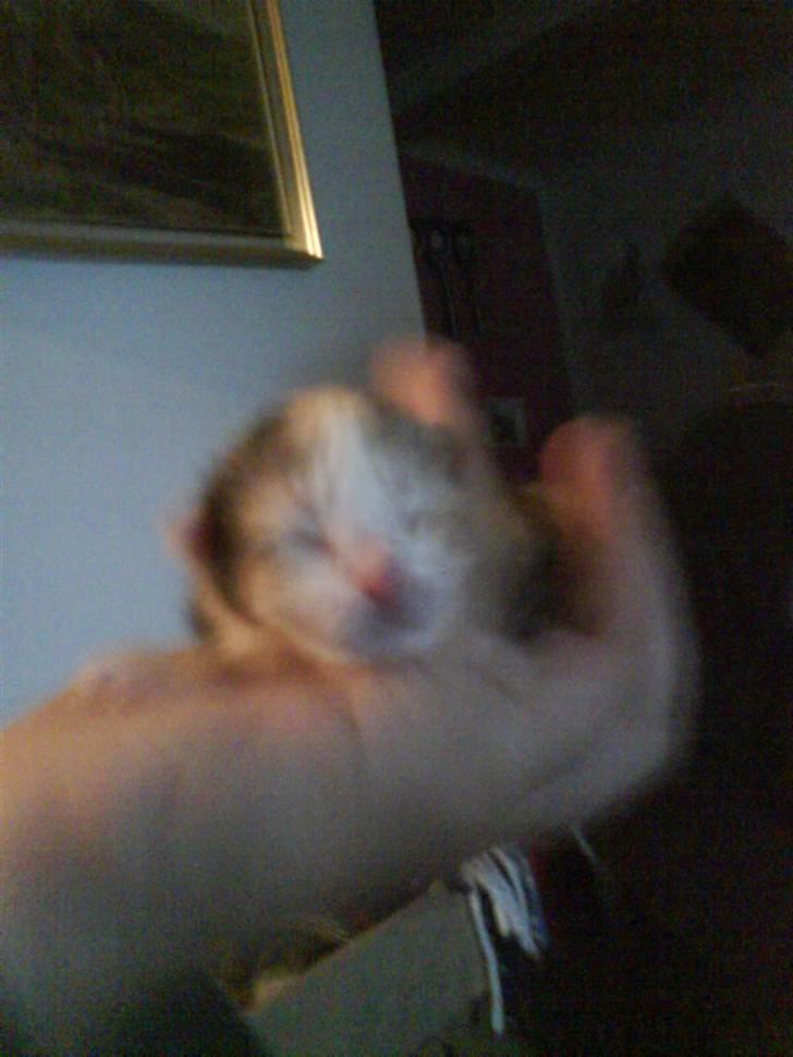 Huskat mille:) - der er hun nogen timer gammel billede 2