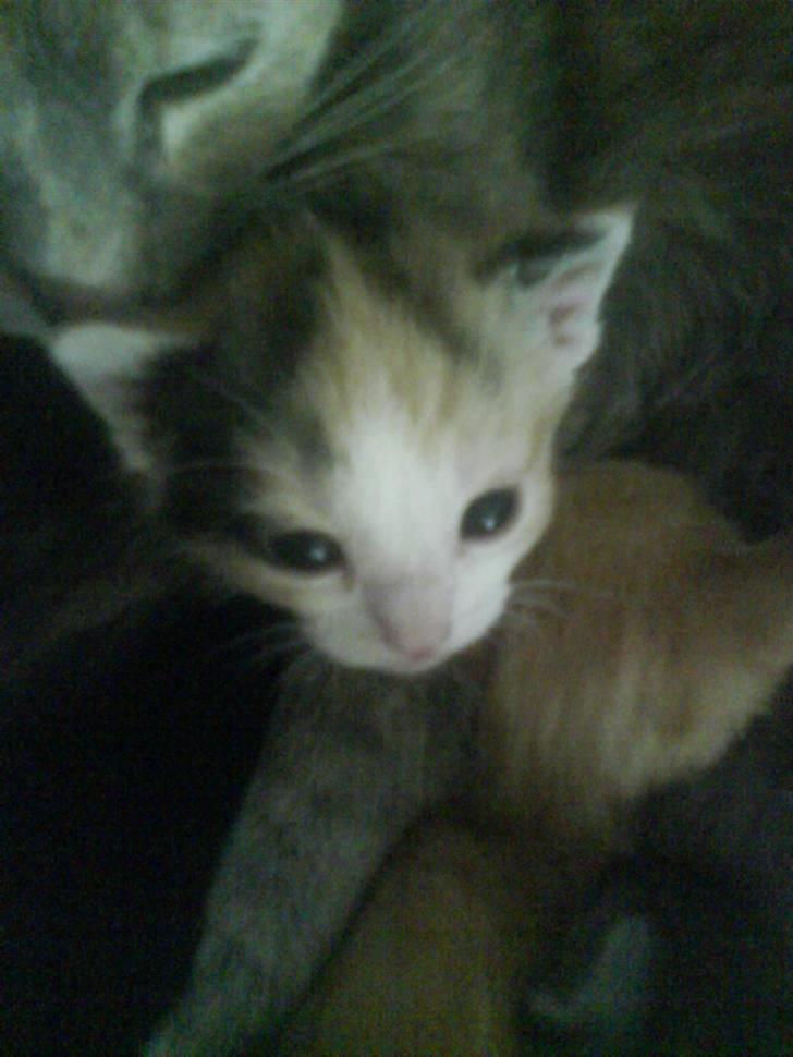 Huskat mille:) billede 3