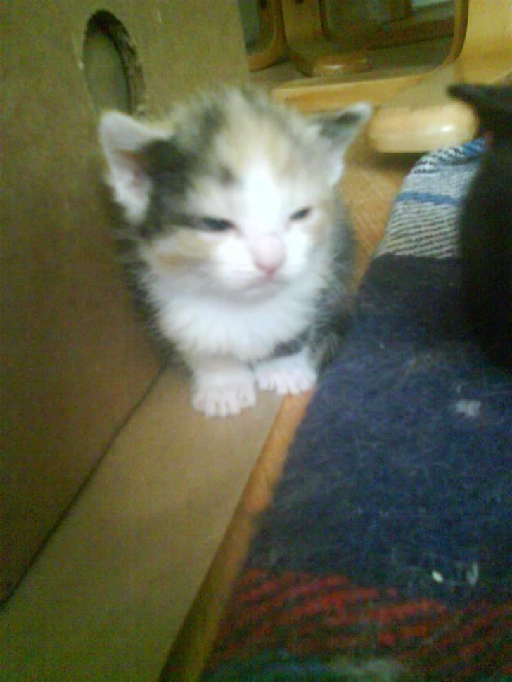 Huskat mille:) billede 4