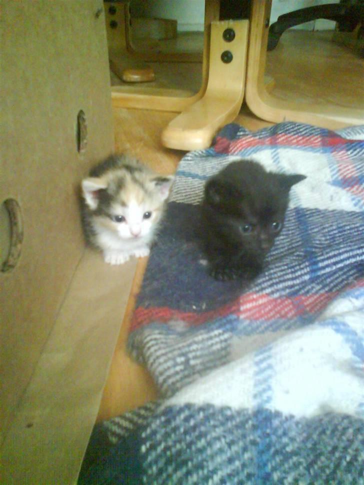 Huskat mille:) - sammen med sin kusine billede 5