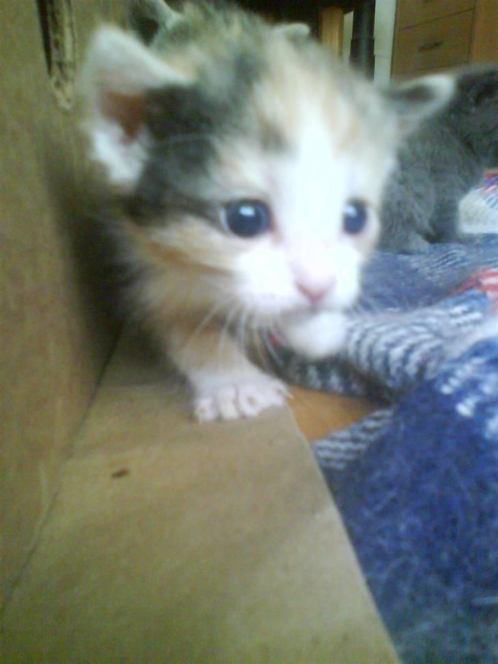 Huskat mille:) - er hun ik sød billede 6