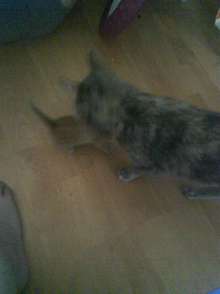 Huskat gaffe - sammen med sin mor billede 6