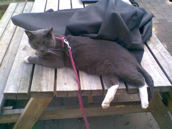 Blanding af racer Misser billede 6