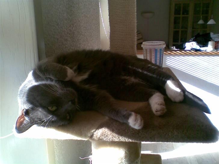 Blanding af racer Misser billede 7