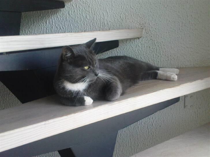 Blanding af racer Misser billede 8