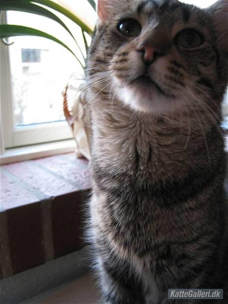 Huskat Arthur.  †rest in peace† billede 1